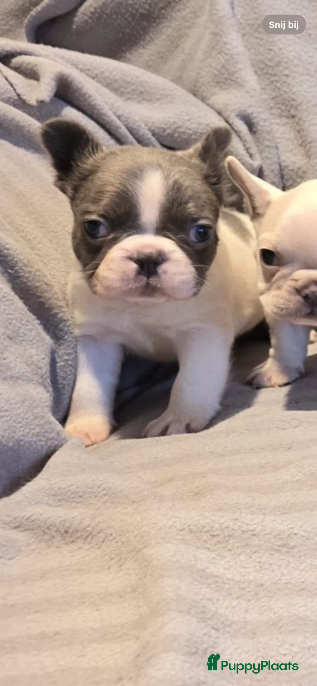 Franse Bulldog honden te koop: Knappe Franse buldogs enkele fluffy  - Advertentie 10