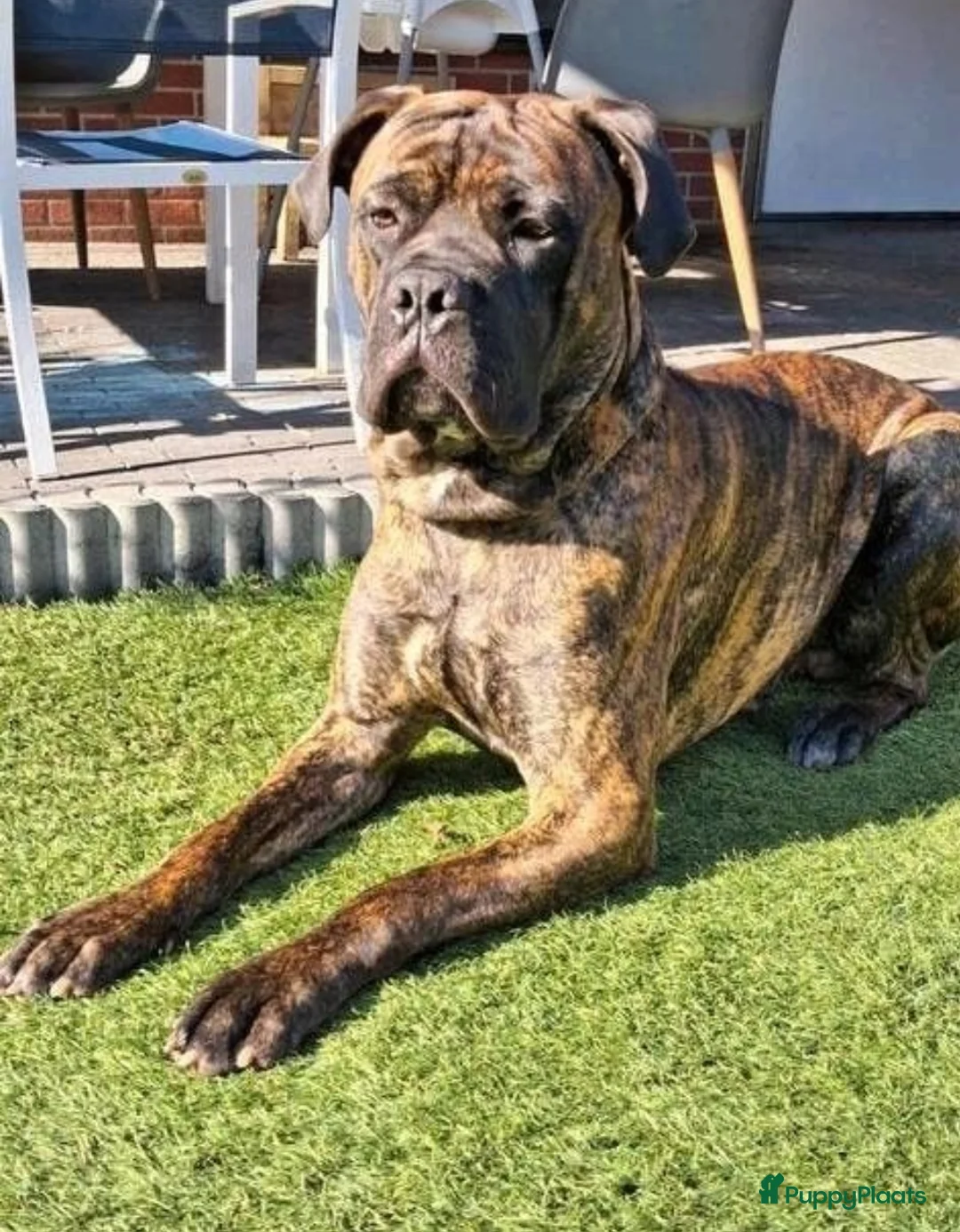 Bullmastiff honden ter dekking:  Dekreu (Cane Corso X Bullmastiff) beschikbaar  - Advertentie 1
