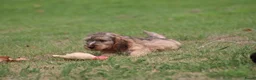 Cockapoo honden te koop: Cockapoo pups - Advertentie 3