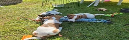 Jack Russel Terriër honden te koop: Jack Russel puppys in Callantsoog - Advertentie 7