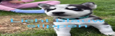 Kruising 2