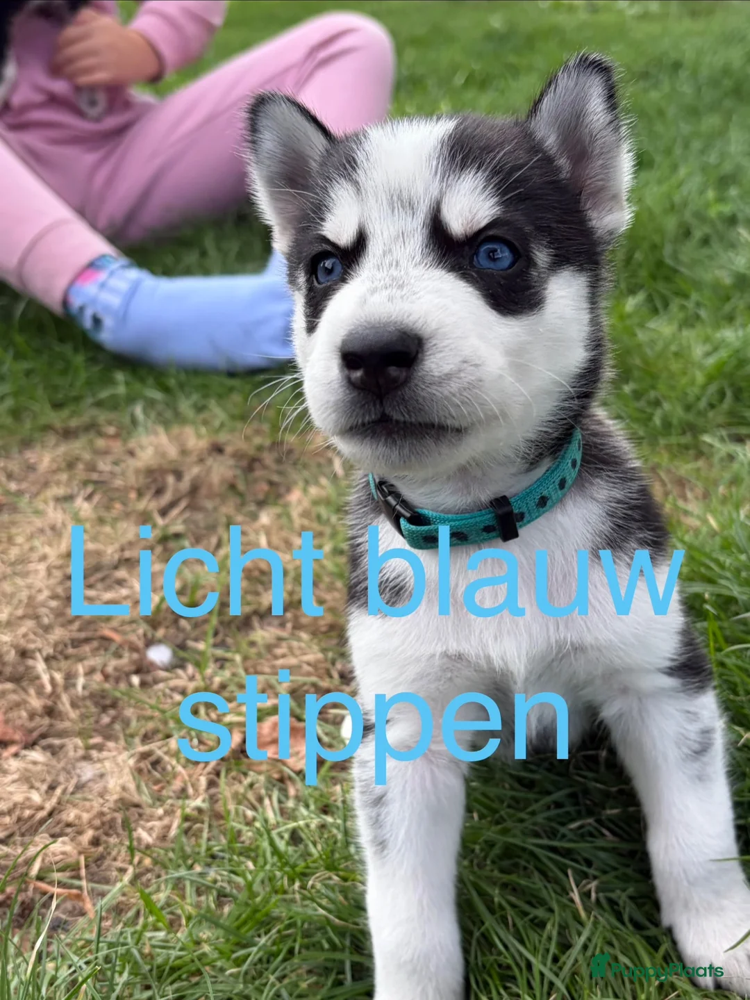 Kruising honden te koop: Nog maar 2 Husky pups - Advertentie 2