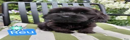 Kruising honden te koop: Prachtig nestje Boomer x EngelseCockerSpanielpups - Advertentie 4