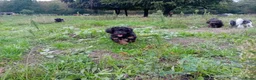 Kruising honden te koop: Dwergpoedel x Boompoo pups  - Advertentie 16