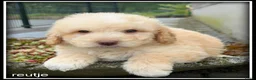 Kruising honden te koop: Bordoodle pups. Bordoodle x Labradoodle - Advertentie 10