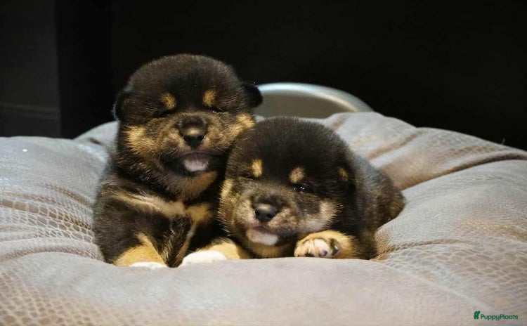 Shiba honden - Advertentie 11