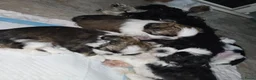 Shih Tzu honden te koop: Beschikbaar raszuivere shih-tzu pups  - Advertentie 1