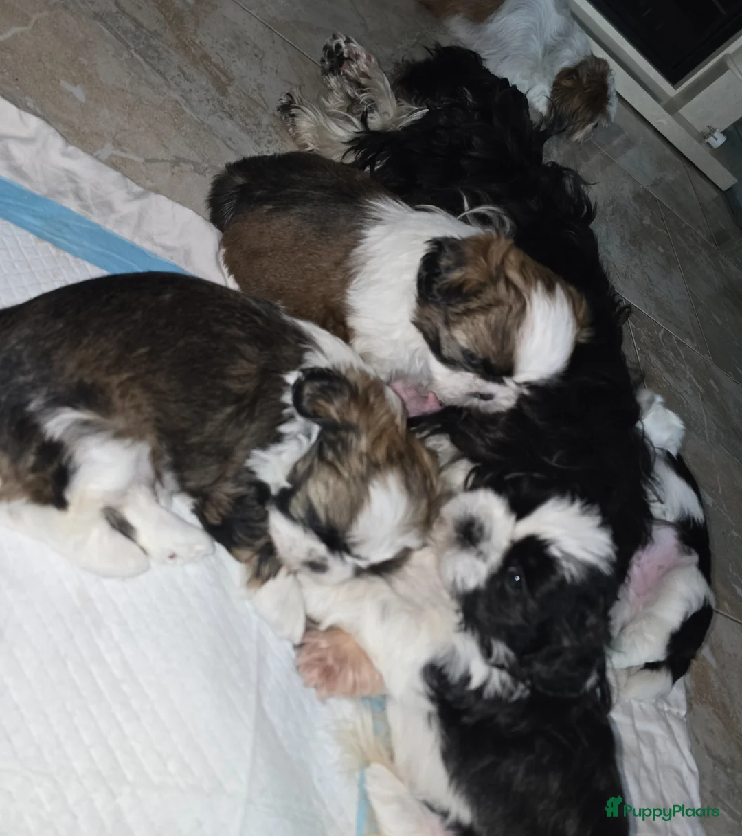 Shih Tzu honden te koop: Beschikbaar raszuivere shih-tzu pups  - Advertentie 1