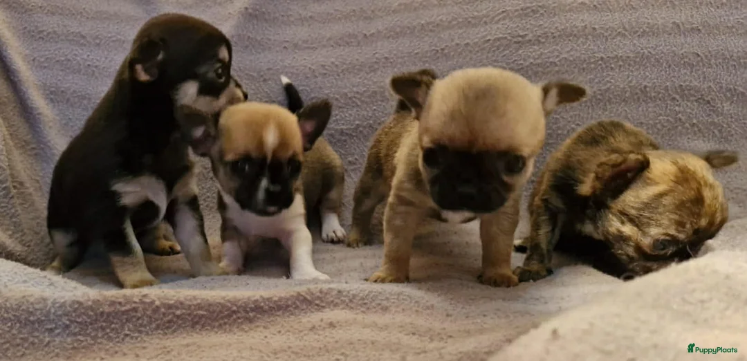 Chihuahua honden te koop: Knap wildkleur chihuahua teefje - Advertentie 18