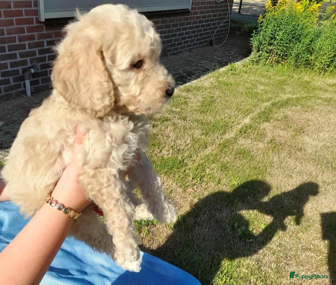 Labradoodle honden te koop: Labradoodle pups - Afbeelding 8
