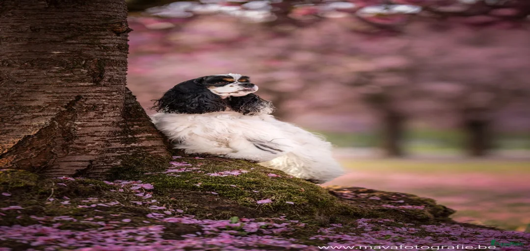 Galerij afbeelding {{count}}