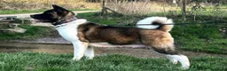 American Akita honden te koop: Prachtige American Akita Pups - Advertentie 18