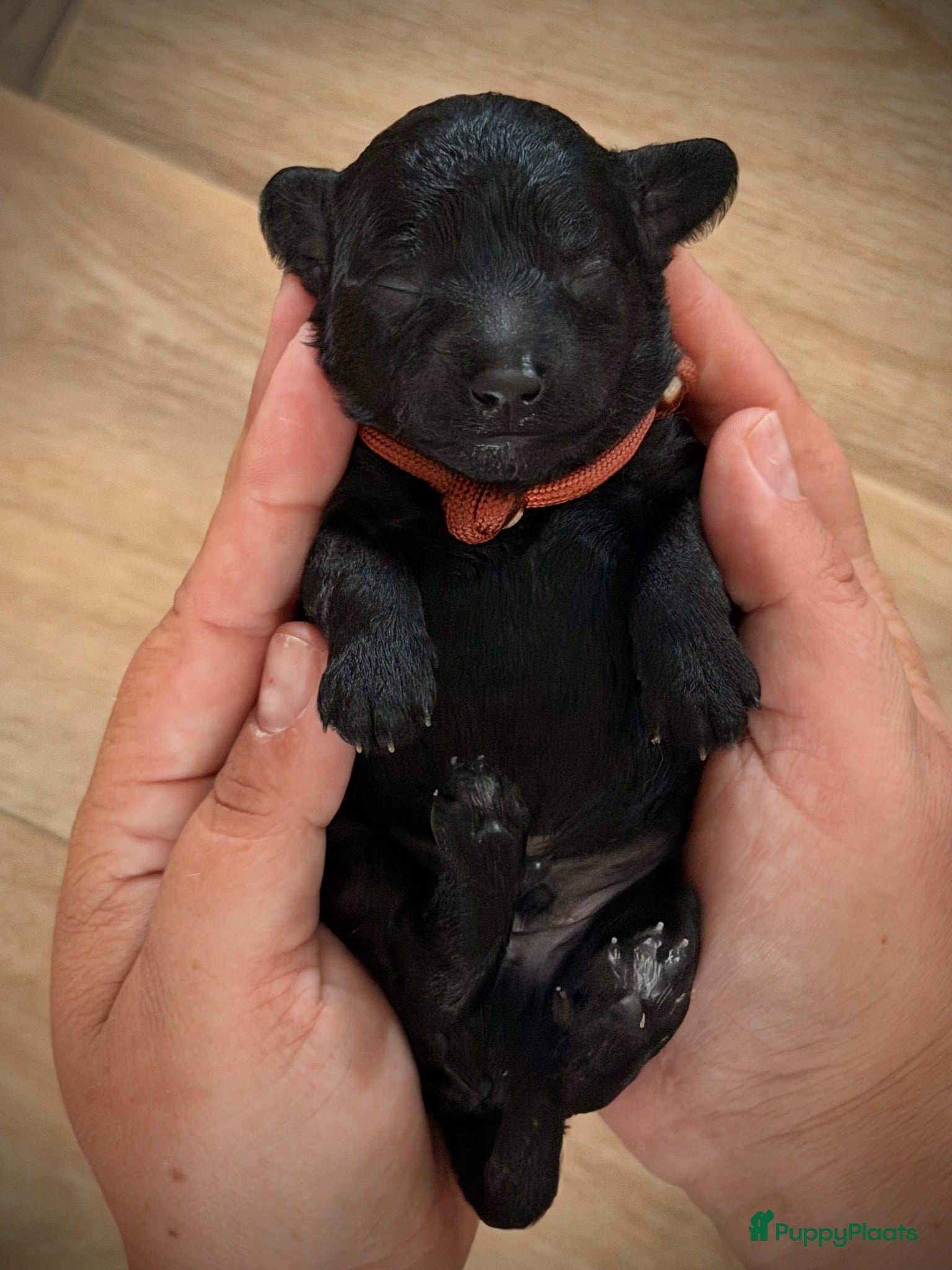Kruising honden Labradoodle pups - Advertentie 3