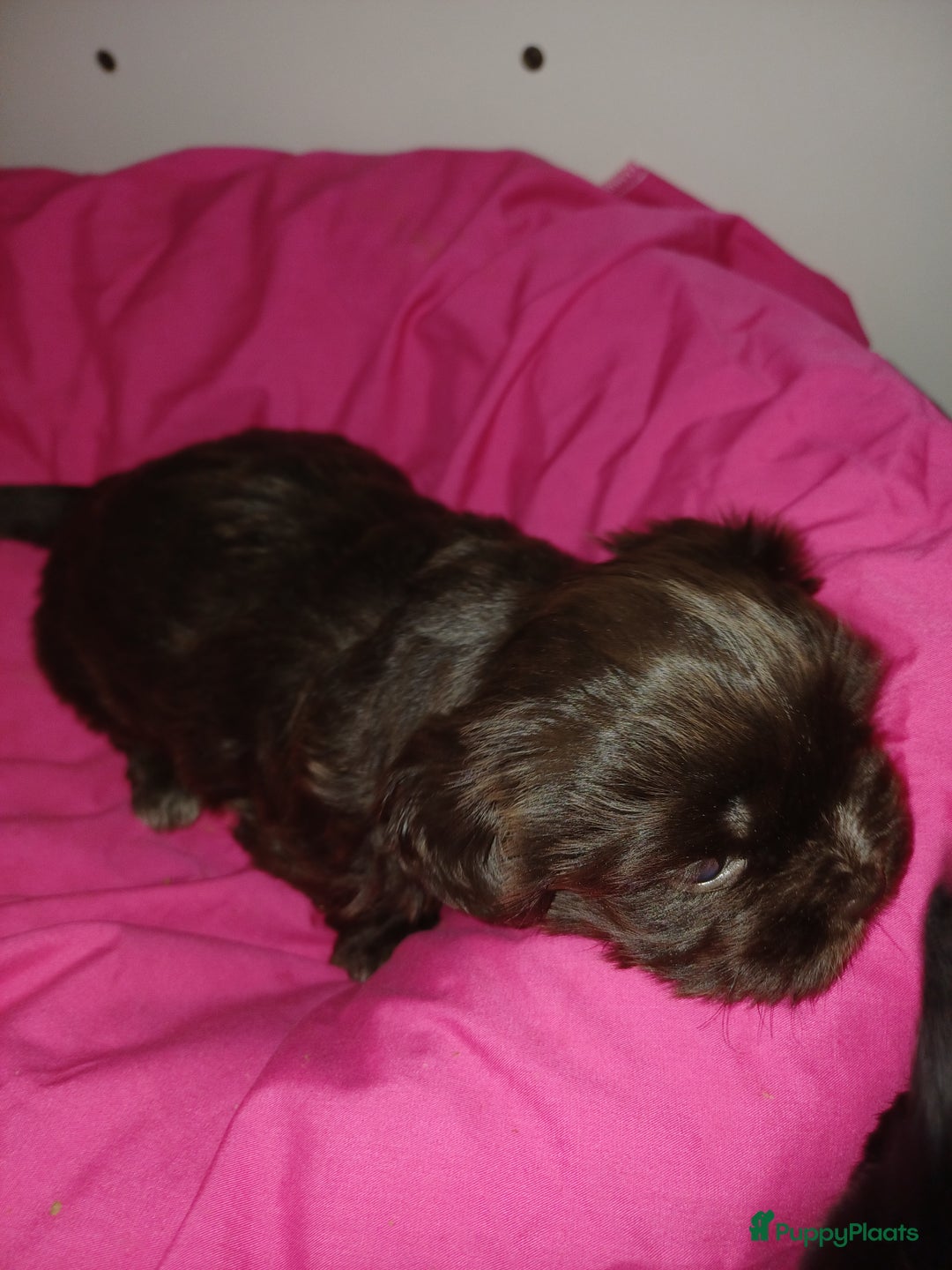 Shih Tzu honden te koop: Lieve leuke raszuiver shih tzu pups  - Advertentie 16