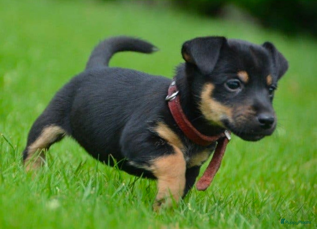 Jack Russel Terriër honden te koop: Supermooie Jack-Russell pups,  groeien op in huis. - Advertentie 16
