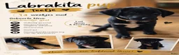 Kruising honden te koop: Laatste Labrakita pup teefje zoekt nieuw huisje - Advertentie 1