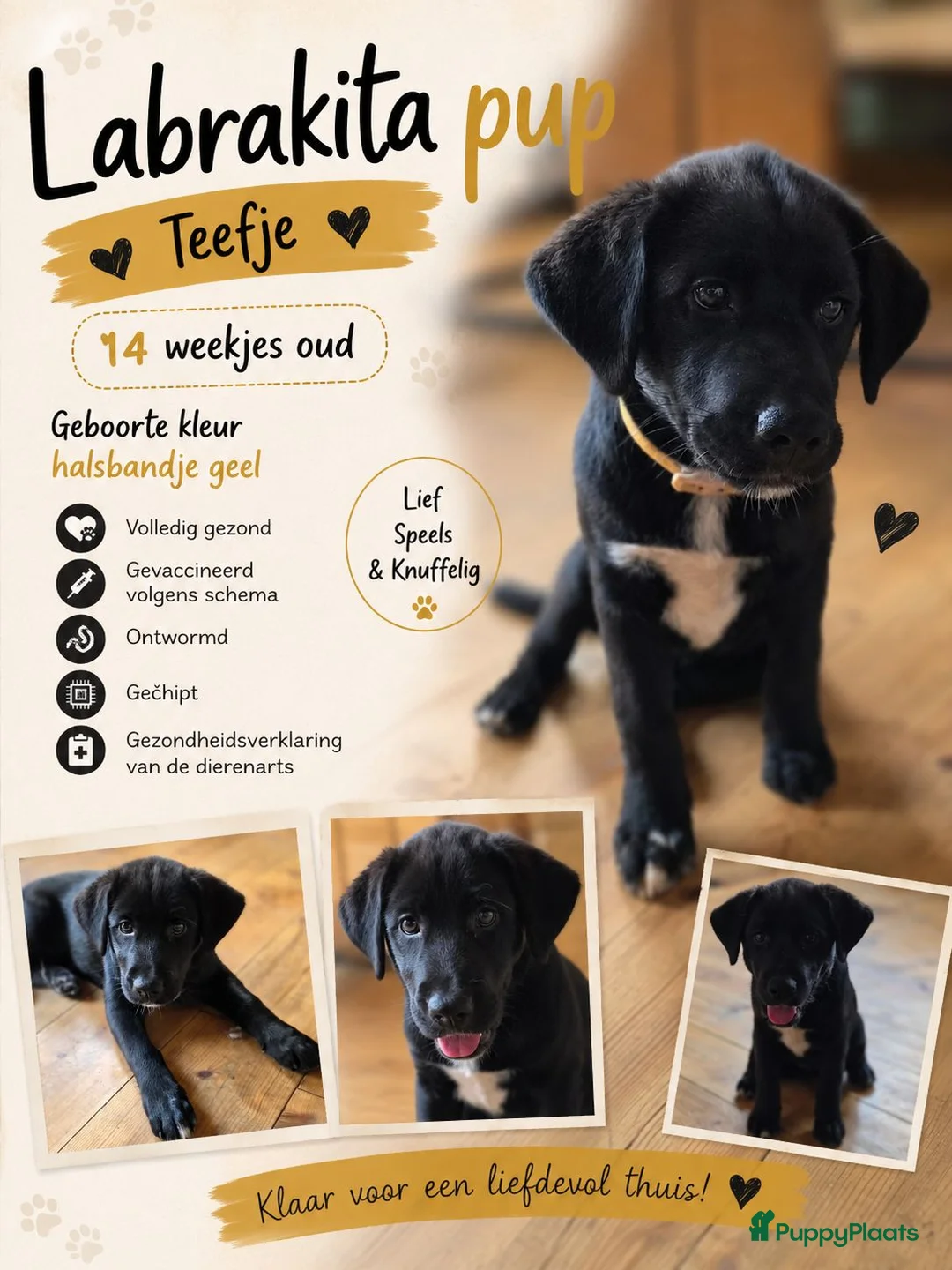 Kruising honden te koop: Laatste Labrakita pup teefje zoekt nieuw huisje - Advertentie 1