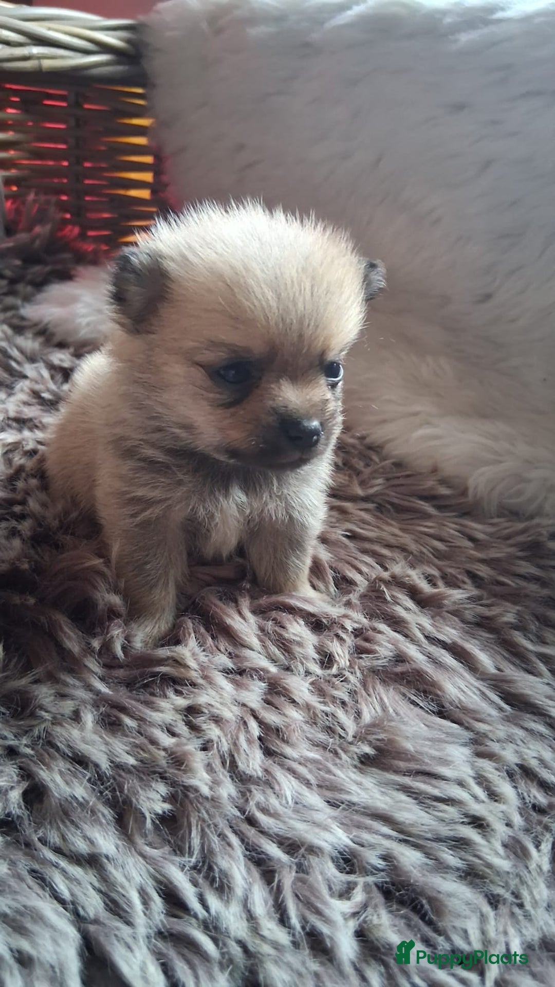 Pomchi honden te koop: Prachtige pomeriaan x pomchi's pups  - Advertentie 5
