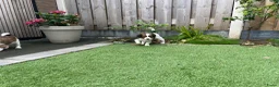 Kooikerhondje honden te koop: Kooiker pups Kooikerhondje  - Advertentie 14