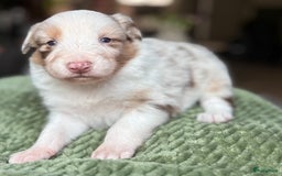 Australian Shepherd honden te koop: Mooie Australian shepherd pups in Bunschoten-Spakenburg - Afbeelding 15