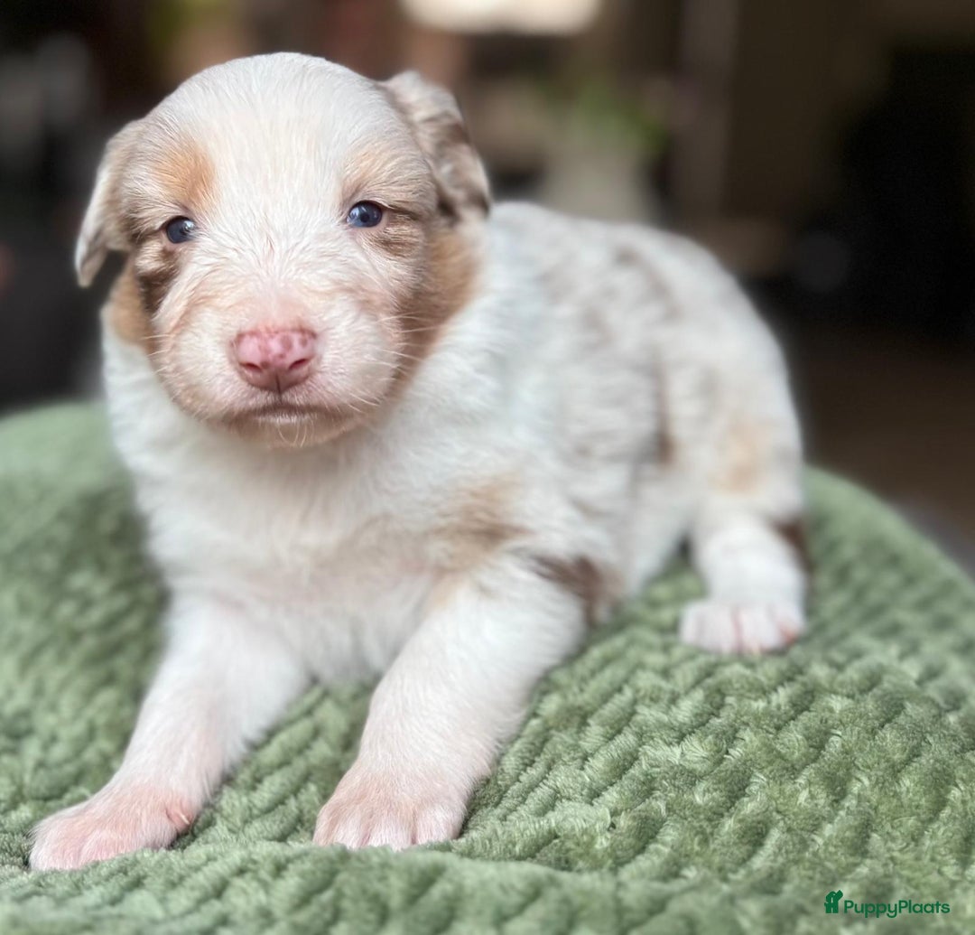 Australian Shepherd honden te koop: Mooie Australian shepherd pups in Bunschoten-Spakenburg - Afbeelding 15