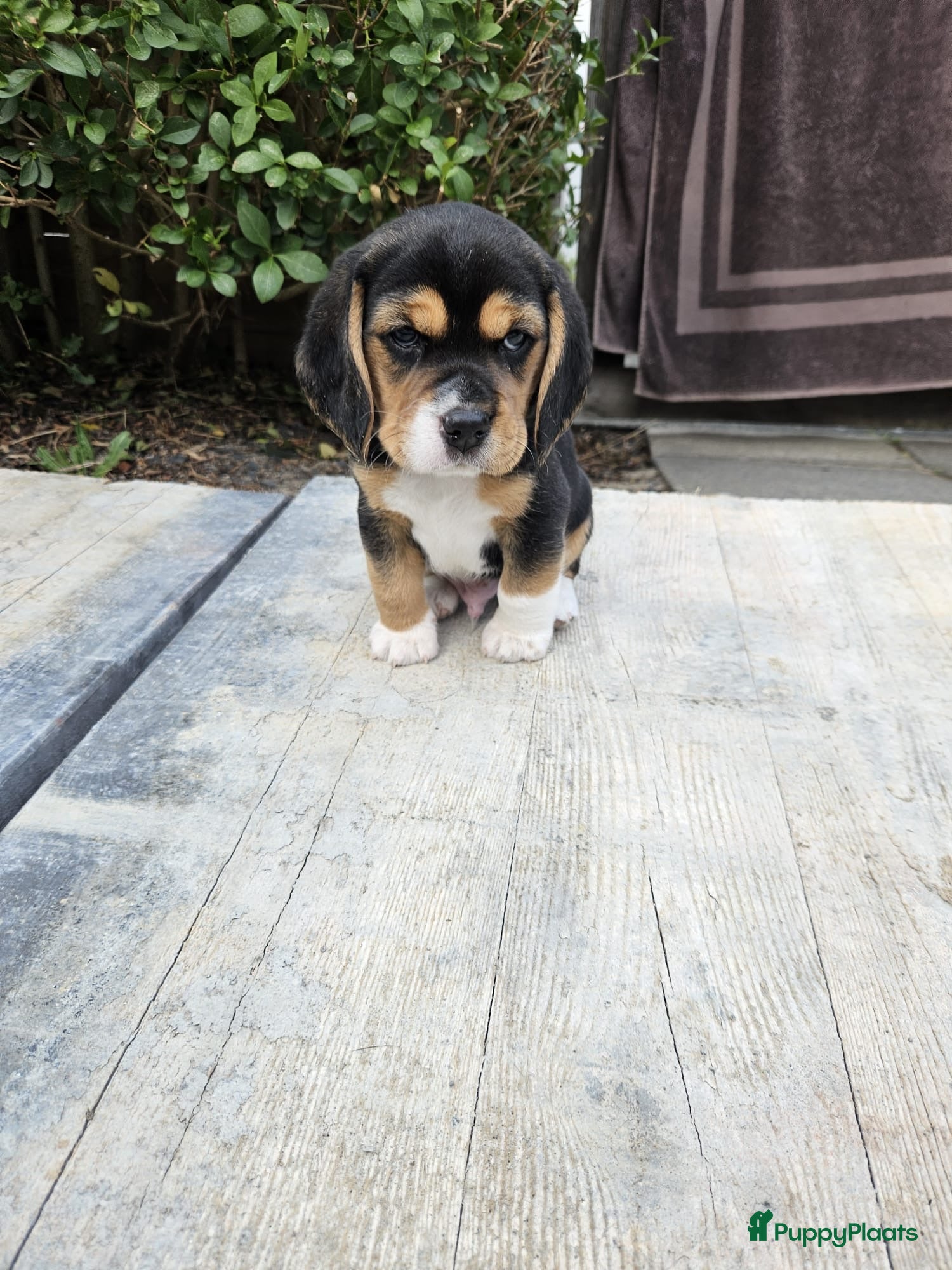 Beagle honden Prachtige Beagle pups - Advertentie 1