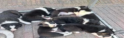 Border Collie honden te koop: Mooie, lieve en gesocialiseerde border collie - Advertentie 20