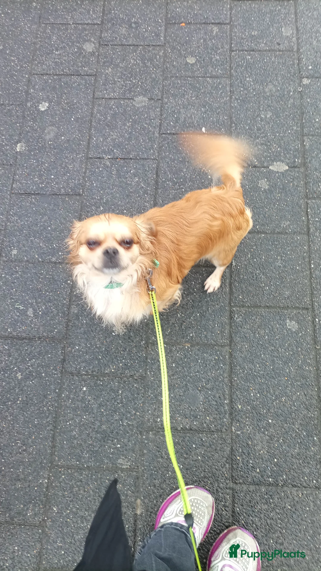 Kruising honden te koop: Kiwi zoekt een gouden mandje  - Advertentie 2