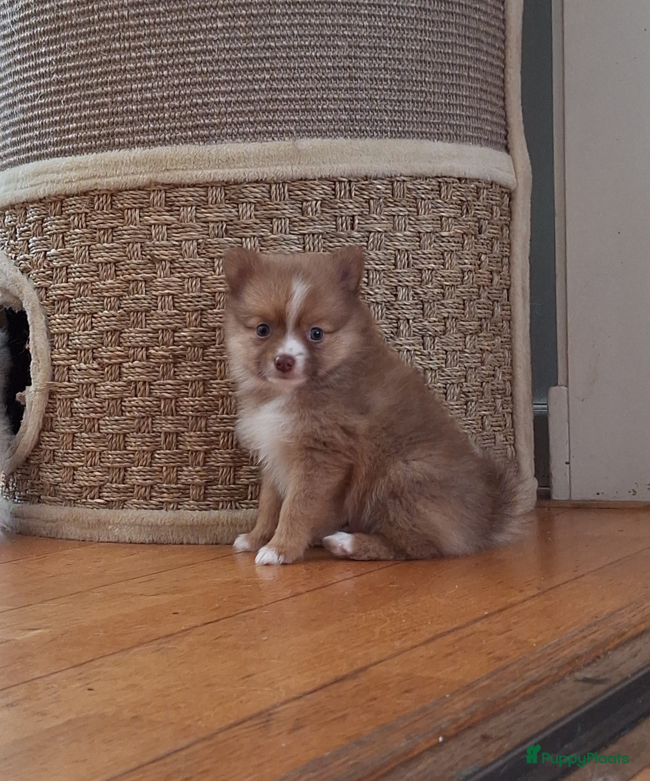 Pomsky honden te koop: Simba 💙 F3b pomsky puppy - Advertentie 2