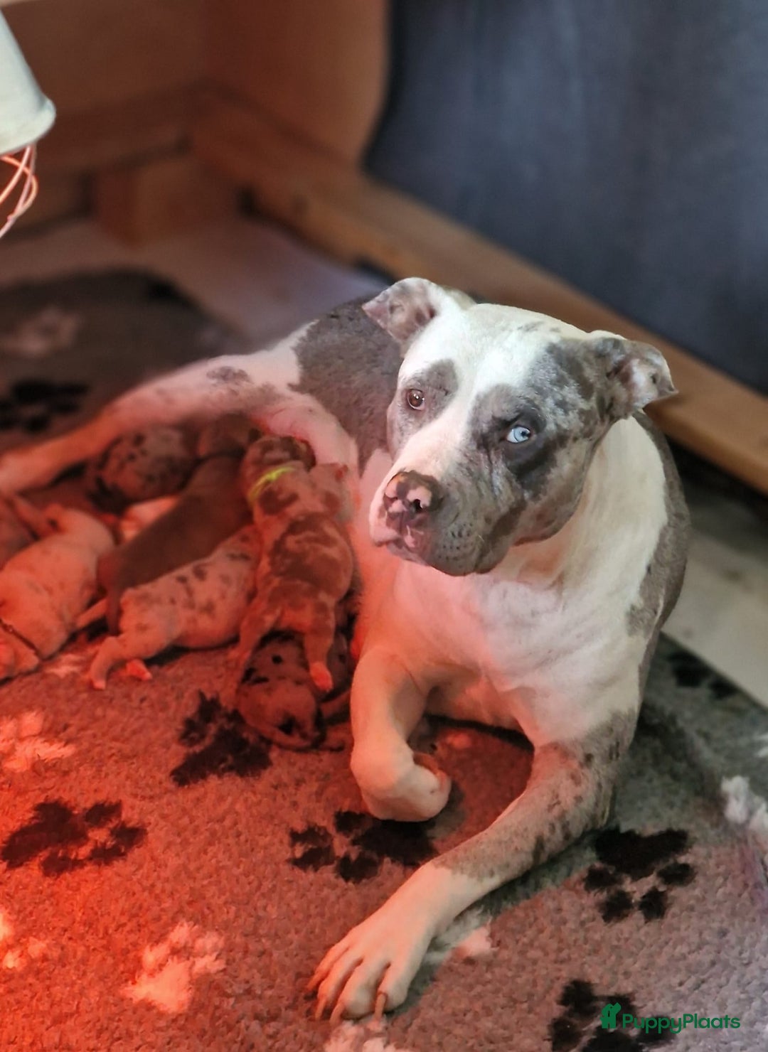 Amerikaanse Bully honden te koop: American Bully XL - Black Merle - Advertentie 13