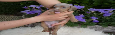 Teckel (korthaar)  Puppy 4
