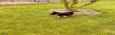 Duitse Herder 8