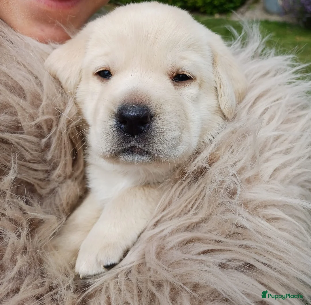 Labrador Retriever honden te koop: Hallo Labrador liefhebber  - Advertentie 2