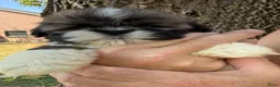 Shih Tzu honden te koop: Prachtig shih Tzu reutje  - Advertentie 2