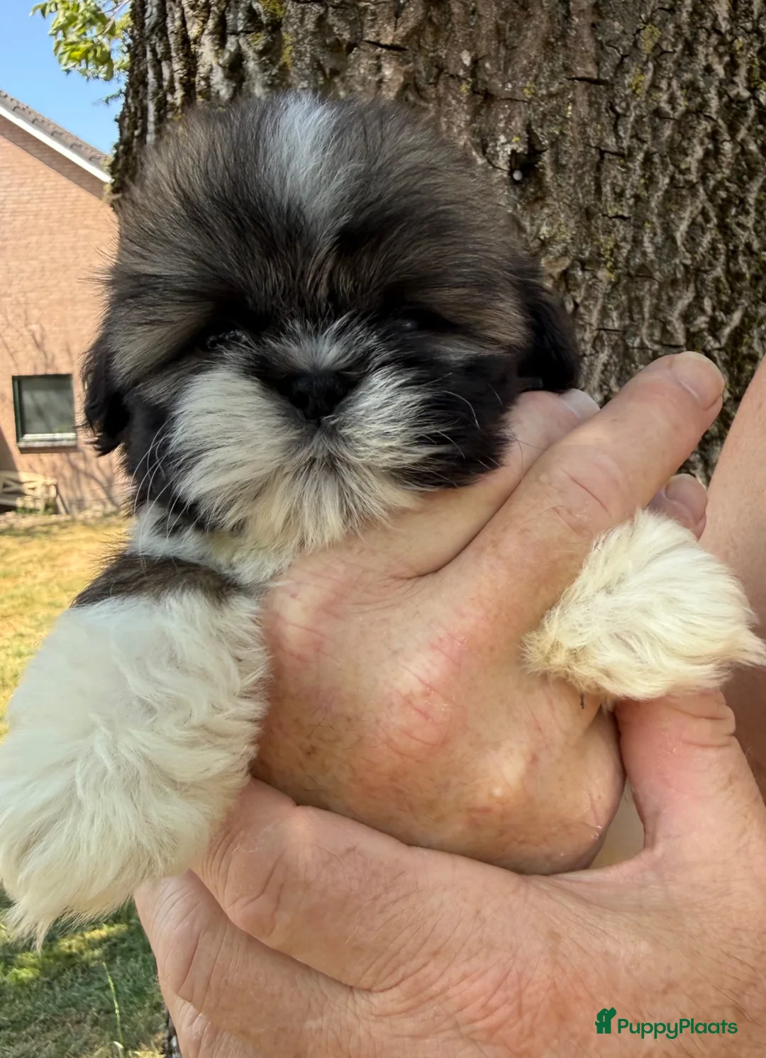 Shih Tzu honden te koop: Prachtig shih Tzu reutje  - Advertentie 2