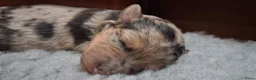 Kruising honden te koop: Geweldige leuke pups corgi x Australian shepherd - Advertentie 11