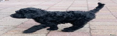 Labradoodle Puppy 4