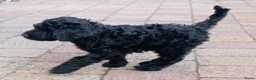 Labradoodle honden te koop: labradoodle pups, 11 week oud,mogen nest verlaten - Advertentie 23