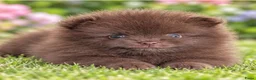 Pomeriaan honden te koop: Prachtige pomeriaan puppy's - Advertentie 8