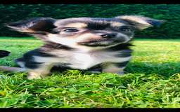 Chihuahua honden te koop: Mooie chihuahua pups in Budel - Afbeelding 3