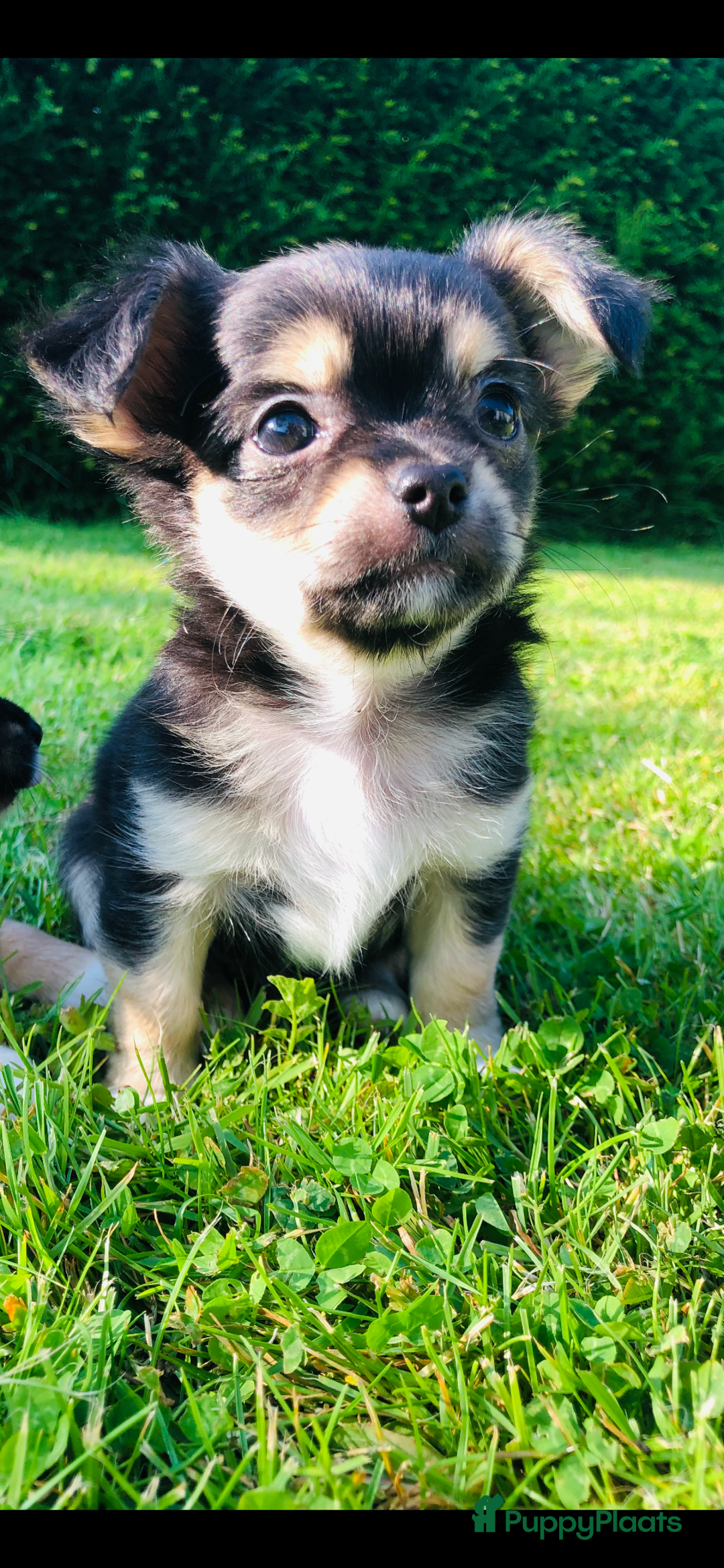 Chihuahua honden te koop: Mooie chihuahua pups in Budel - Afbeelding 3
