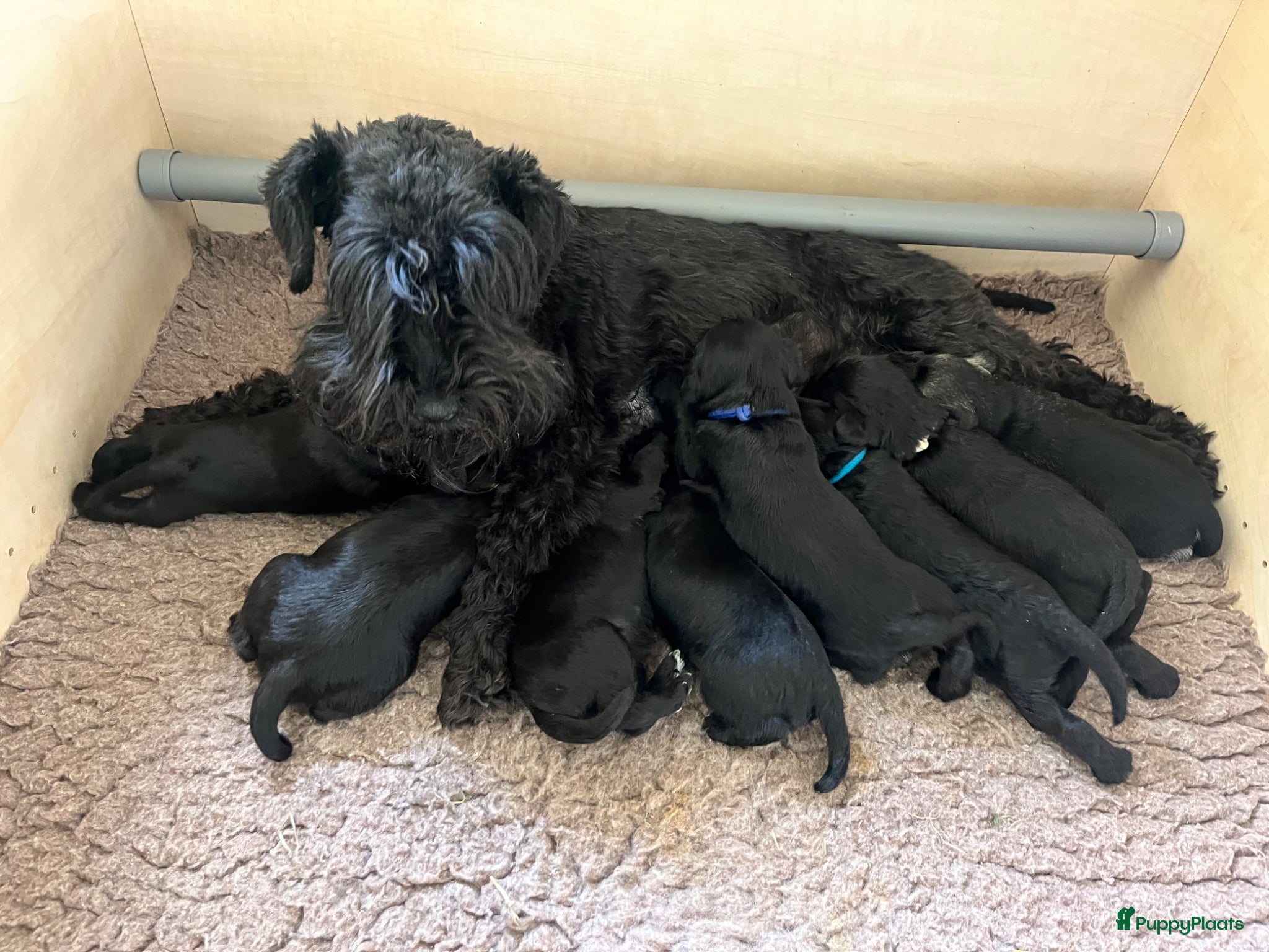Dwergschnauzer honden Wegens annulering reutje beschikbaar  - Advertentie 1