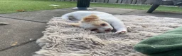 Chihuahua honden te koop: Prachtige chihuahua pups - Advertentie 6