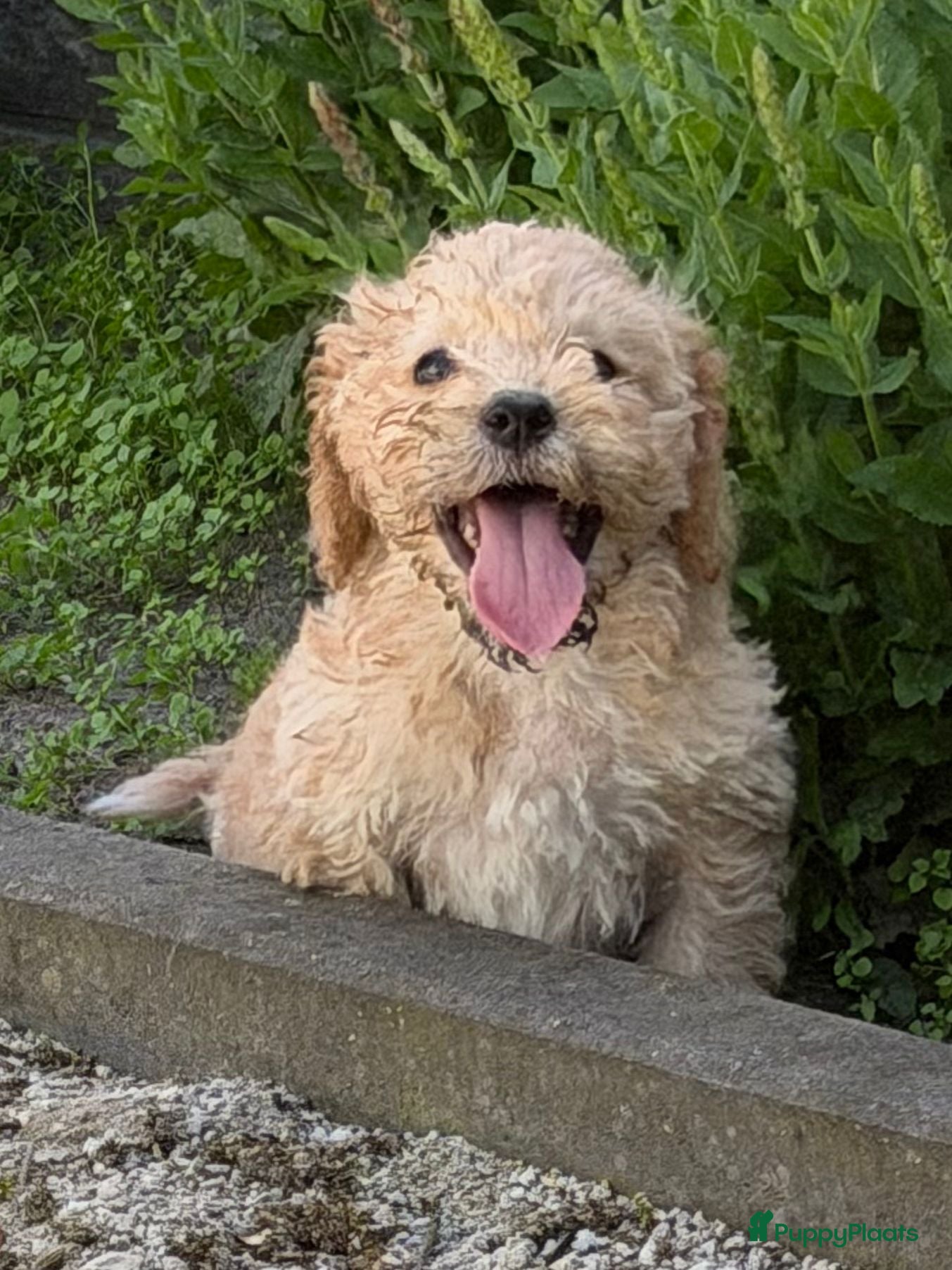 Cockapoo honden te koop: Cockapoo x boomer pups  - Advertentie 6