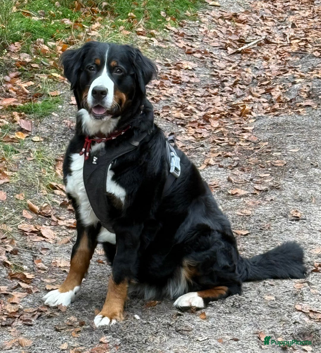 Berner Sennenhond honden te koop: Berner Sennen puppy's zoeken een liefdevol huis - Advertentie 1