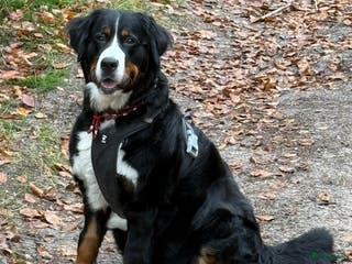 Berner Sennenhond honden te koop: Berner Sennen puppy's zoeken een liefdevol huis - Advertentie 1