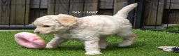 Labradoodle honden te koop: Prachtige labradoodle pups beschikbaar  - Advertentie 14
