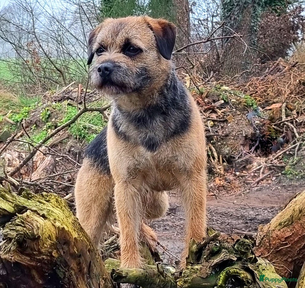 Border Terriër honden Border Terrier Dekreu!  06 41290018 in Losser - Advertentie 2