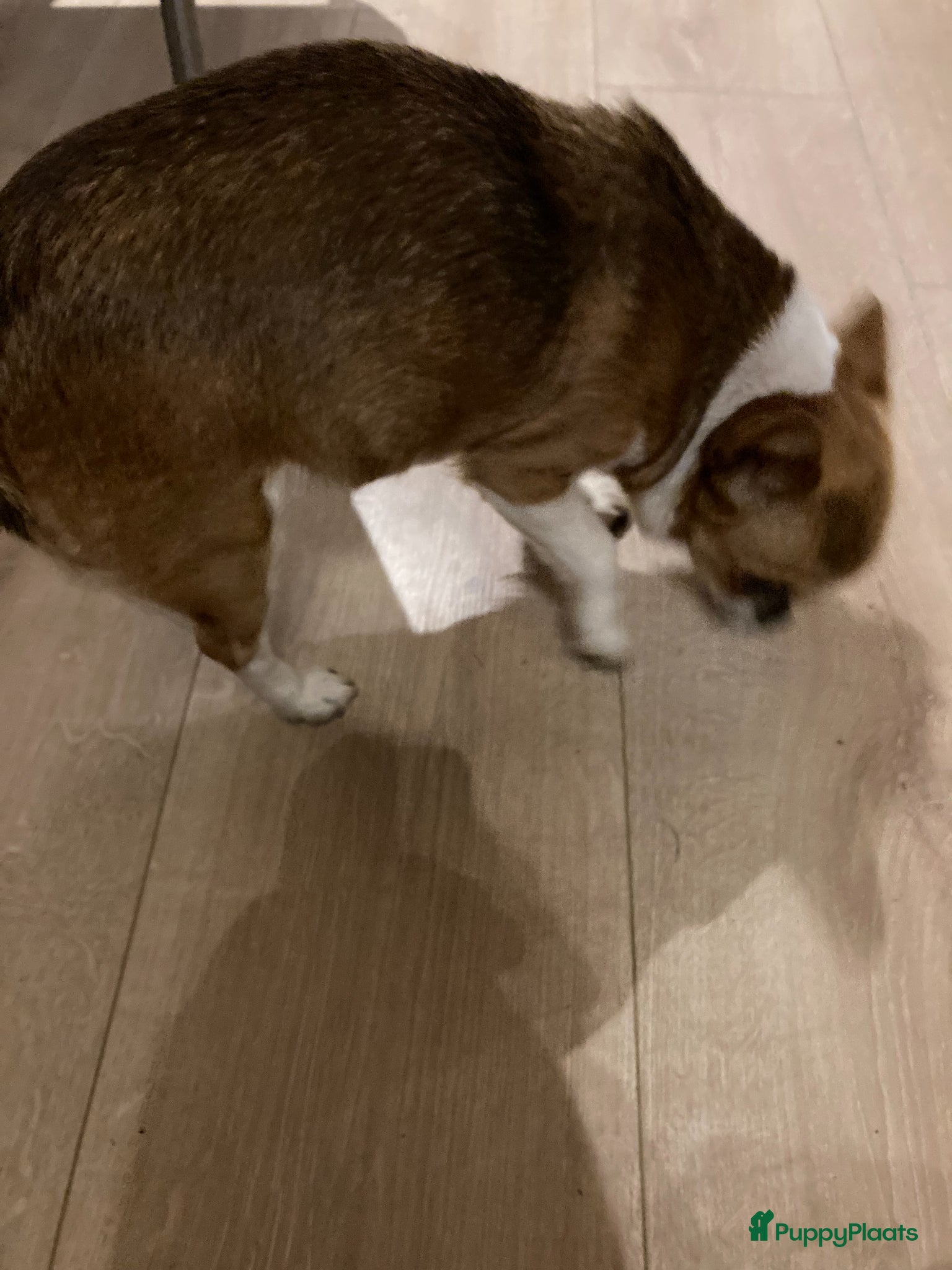 Chihuahua honden lang en kortharige chihuahua - Advertentie 1