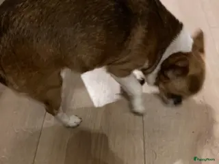 Chihuahua honden lang en kortharige chihuahua - Advertentie 1